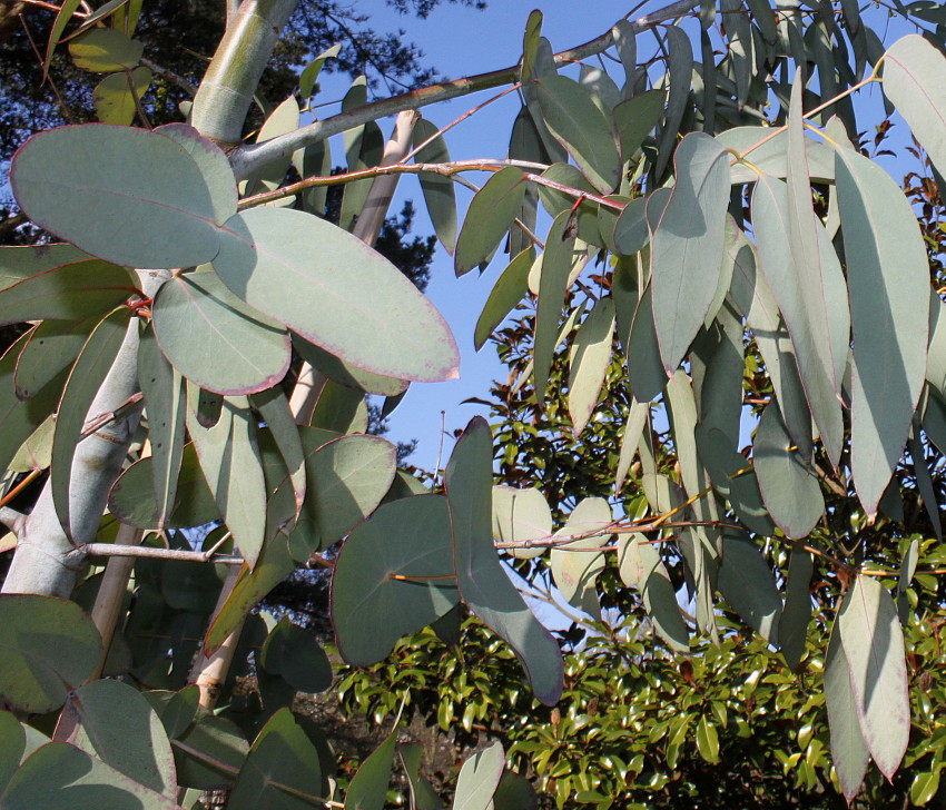 Image of Eucalyptus perriniana specimen.