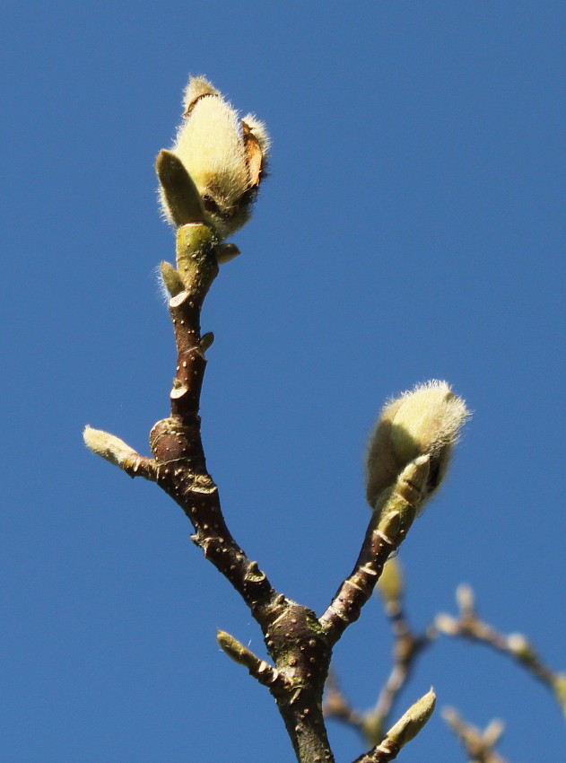 Image of Magnolia &times; soulangeana specimen.