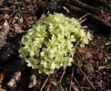 Primula vulgaris