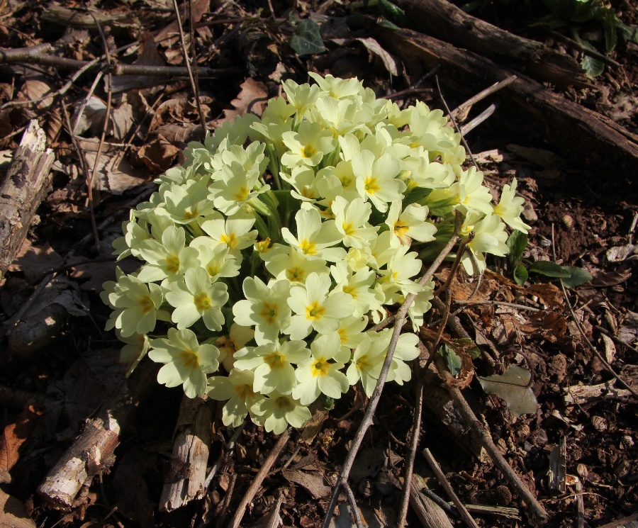 Image of Primula vulgaris specimen.