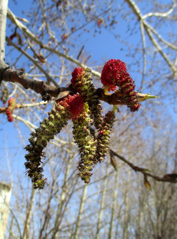 Изображение особи Populus balsamifera.