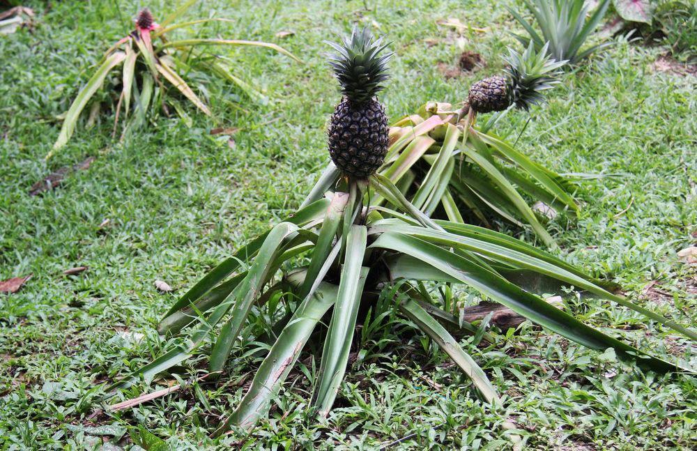 Image of Ananas comosus specimen.