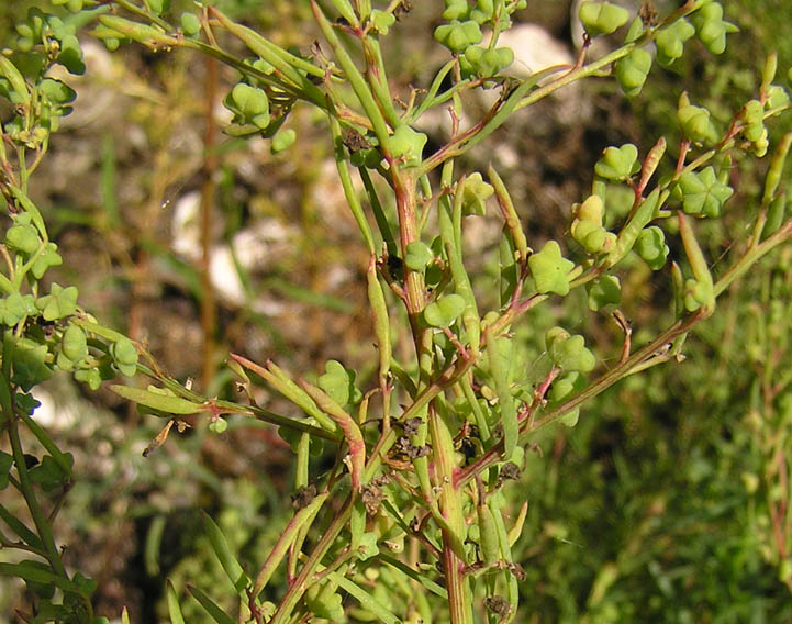 Image of Suaeda glauca specimen.