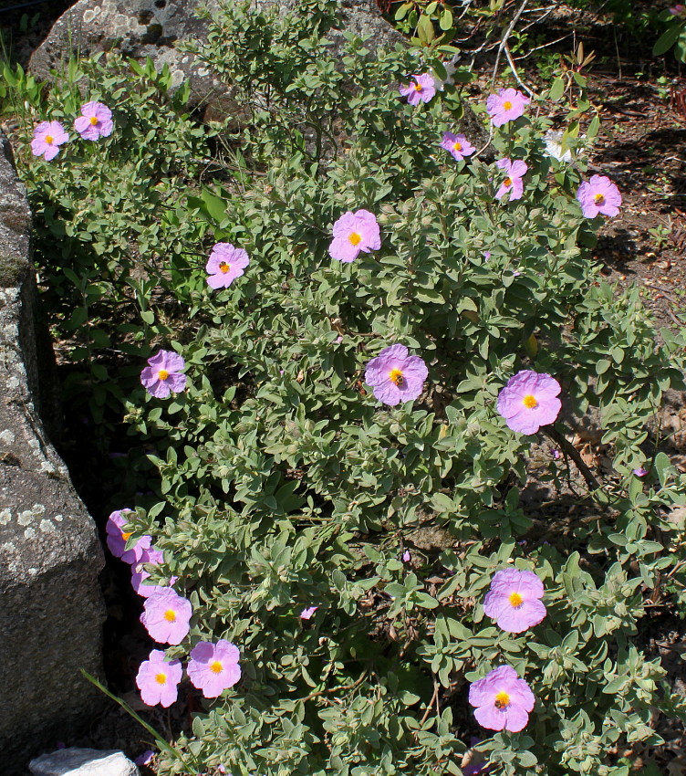 Изображение особи Cistus albidus.