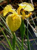 Iris pseudacorus. Цветки. Германия, г. Дюссельдорф, Ботанический сад университета. 04.05.2014.