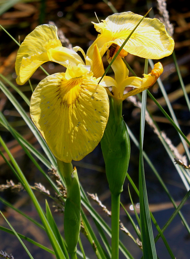 Изображение особи Iris pseudacorus.