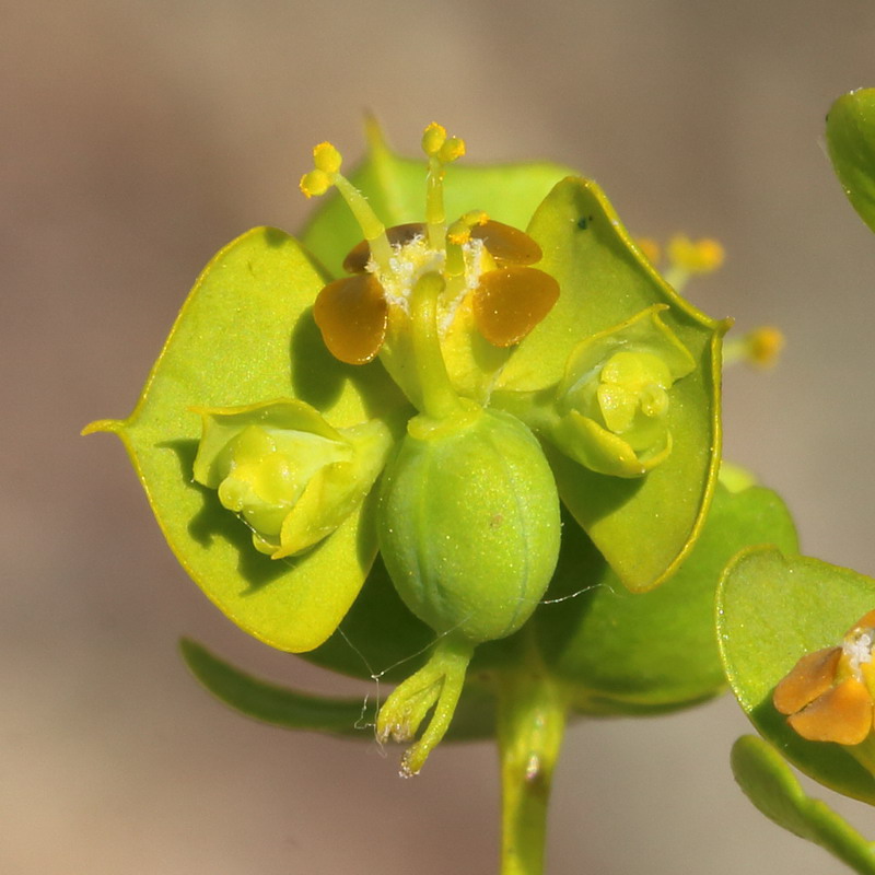 Молочай Euphorbia seguieriana