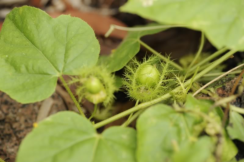 Изображение особи Passiflora foetida.