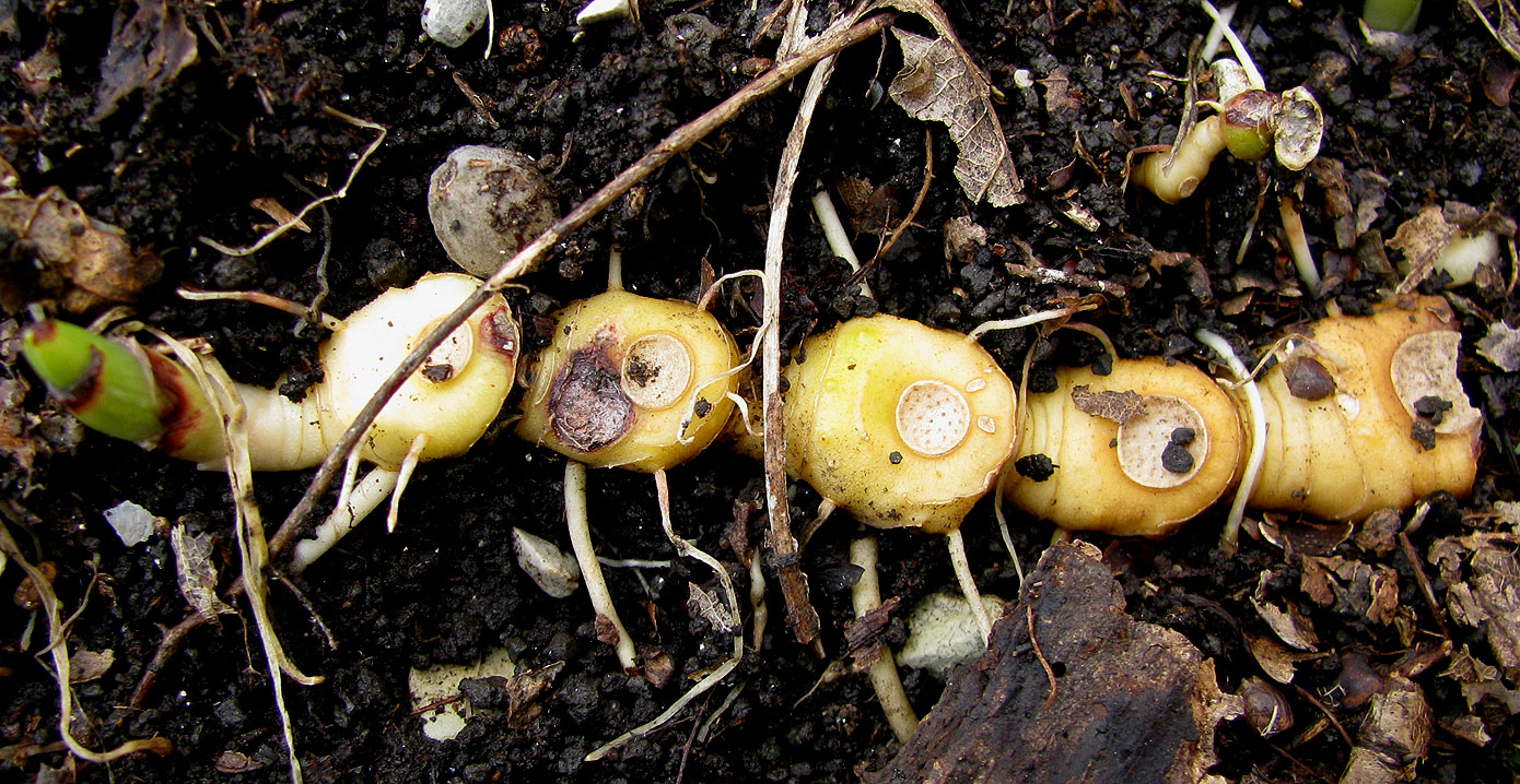 Image of Polygonatum glaberrimum specimen.