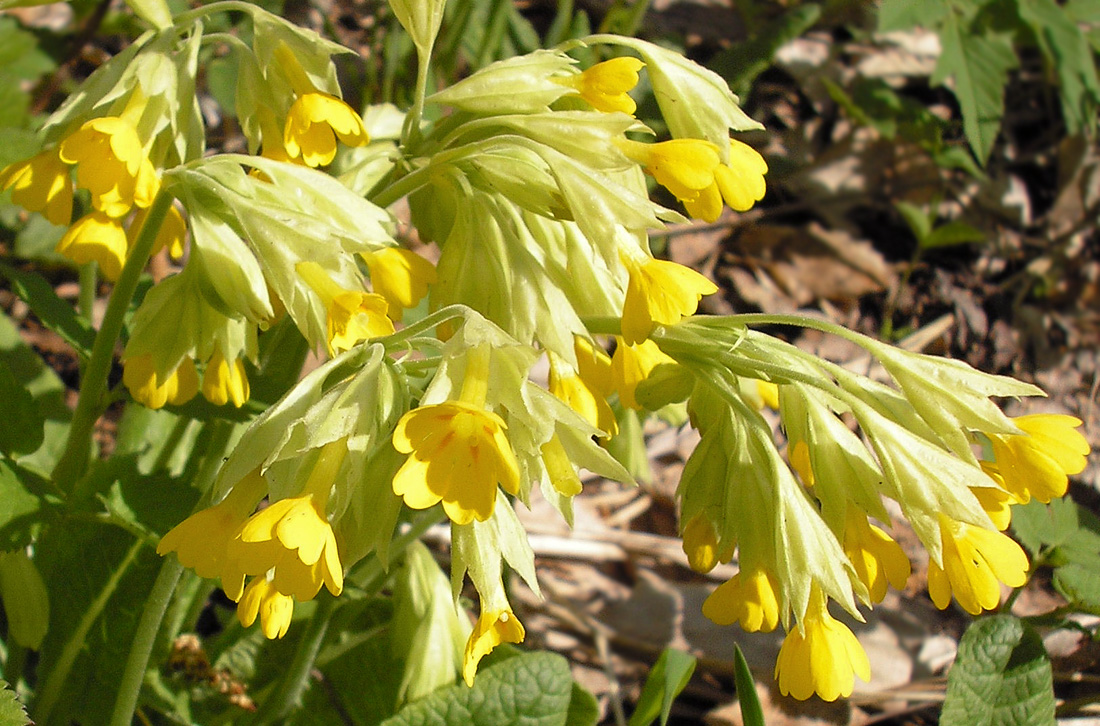 Изображение особи Primula macrocalyx.