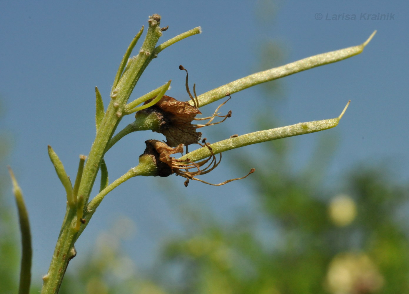 Image of Sophora flavescens specimen.