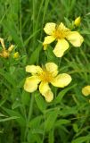 Hypericum ascyron. Цветки. Приморский край, Шкотовский р-н, окр. с. Романовка, левый берег р. Суходол, заросли полыни в долине. 13.07.2014.