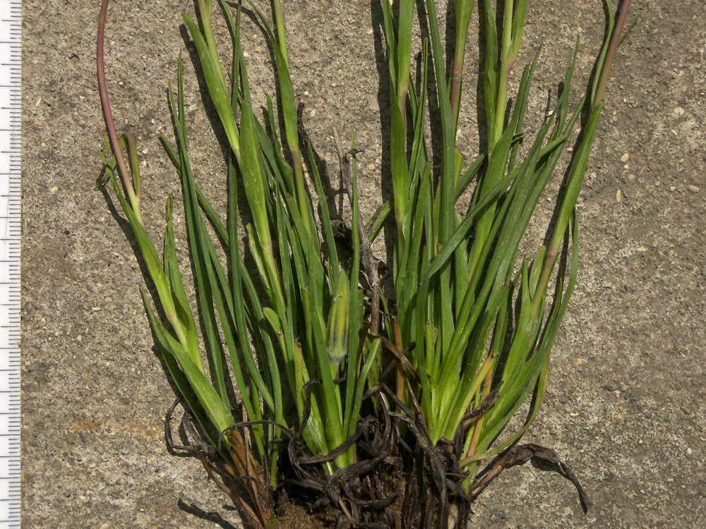 Image of Tragopogon filifolius specimen.