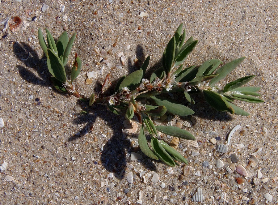 Изображение особи Polygonum maritimum.