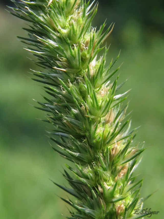 Image of Amaranthus powellii specimen.