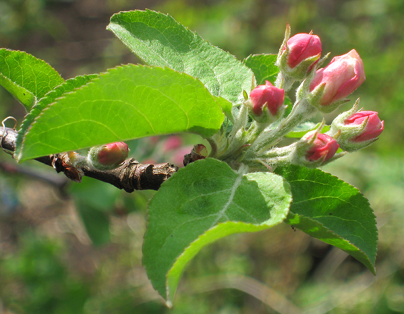 Image of Malus domestica specimen.