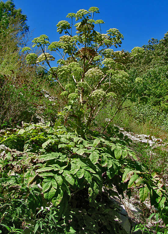 Изображение особи Angelica pachyptera.