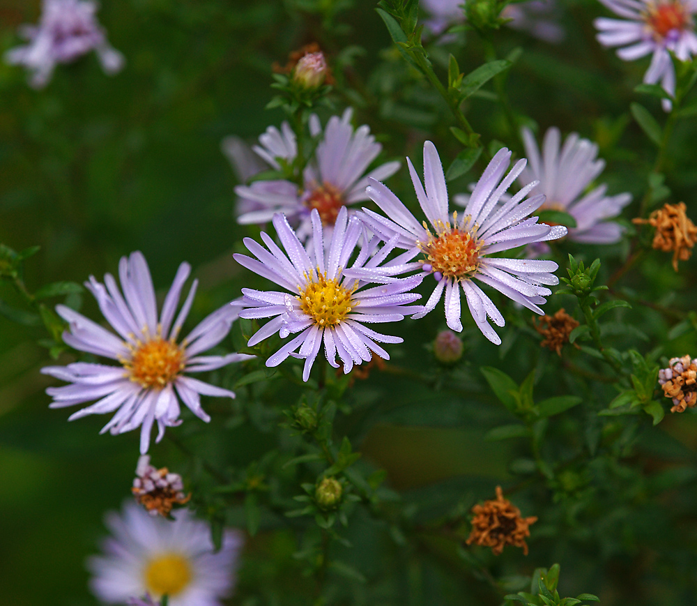 Image of genus Symphyotrichum specimen.