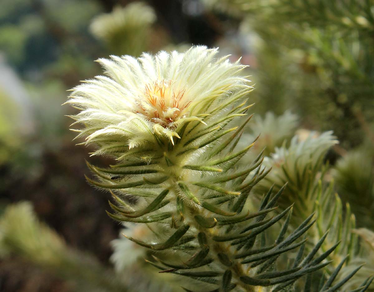 Image of Phylica pubescens specimen.