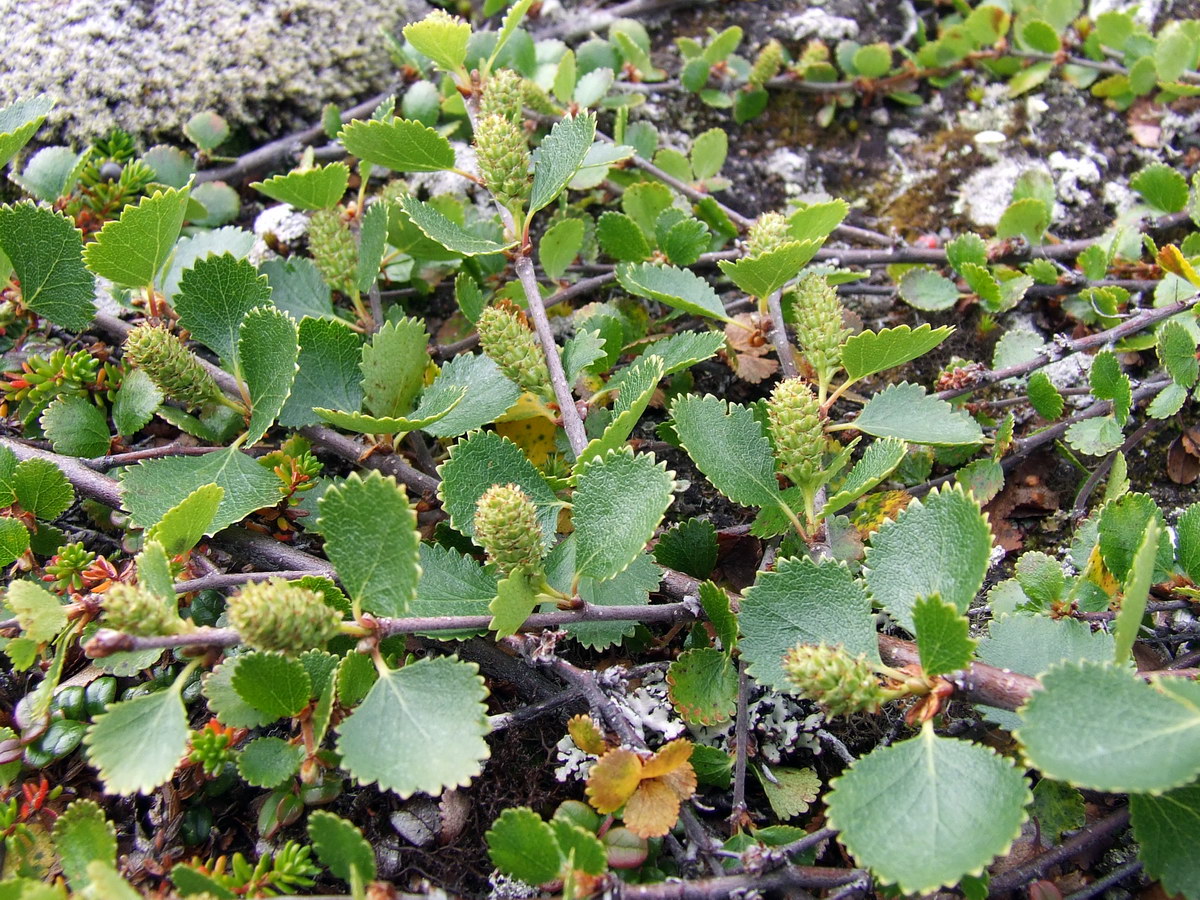 Image of Betula &times; alpestris specimen.