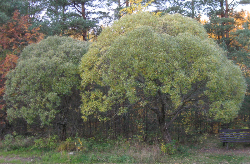 Image of Salix fragilis var. sphaerica specimen.