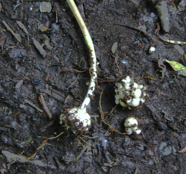 Image of Fritillaria camschatcensis specimen.