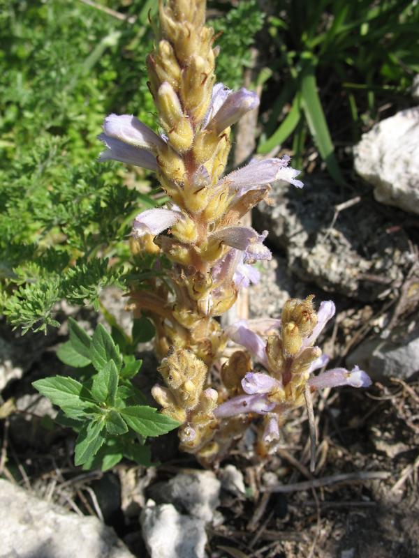 Image of genus Phelipanche specimen.