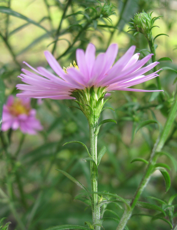 Изображение особи Symphyotrichum &times; versicolor.