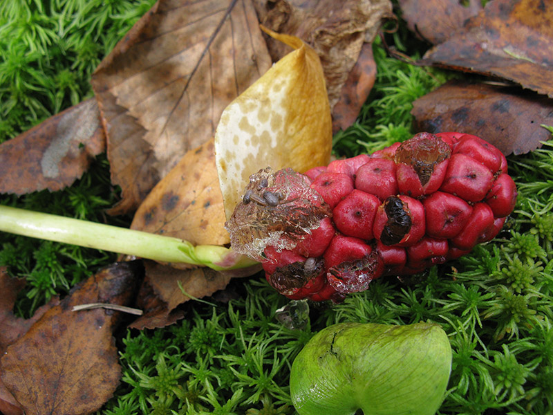 Image of Calla palustris specimen.