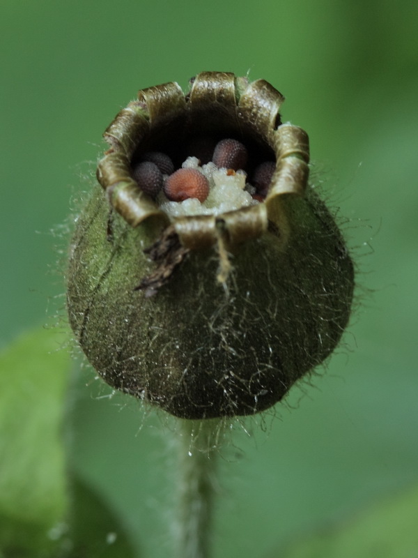 Image of Melandrium dioicum specimen.