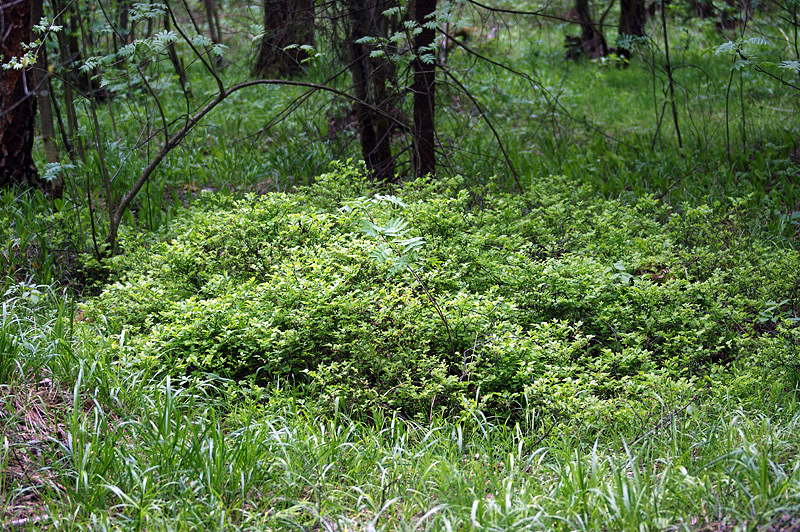 Image of Vaccinium myrtillus specimen.