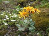 Tephroseris karjaginii. Цветущее растение (высота 10-13 см). Кавказ, северные отроги Эльбруса, 2600 м н. у. м. Август 2008 г.