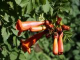 Campsis radicans. Соцветие и листья. Кыргызстан. г. Бишкек, ул. Панфилова. 01.07.2015.