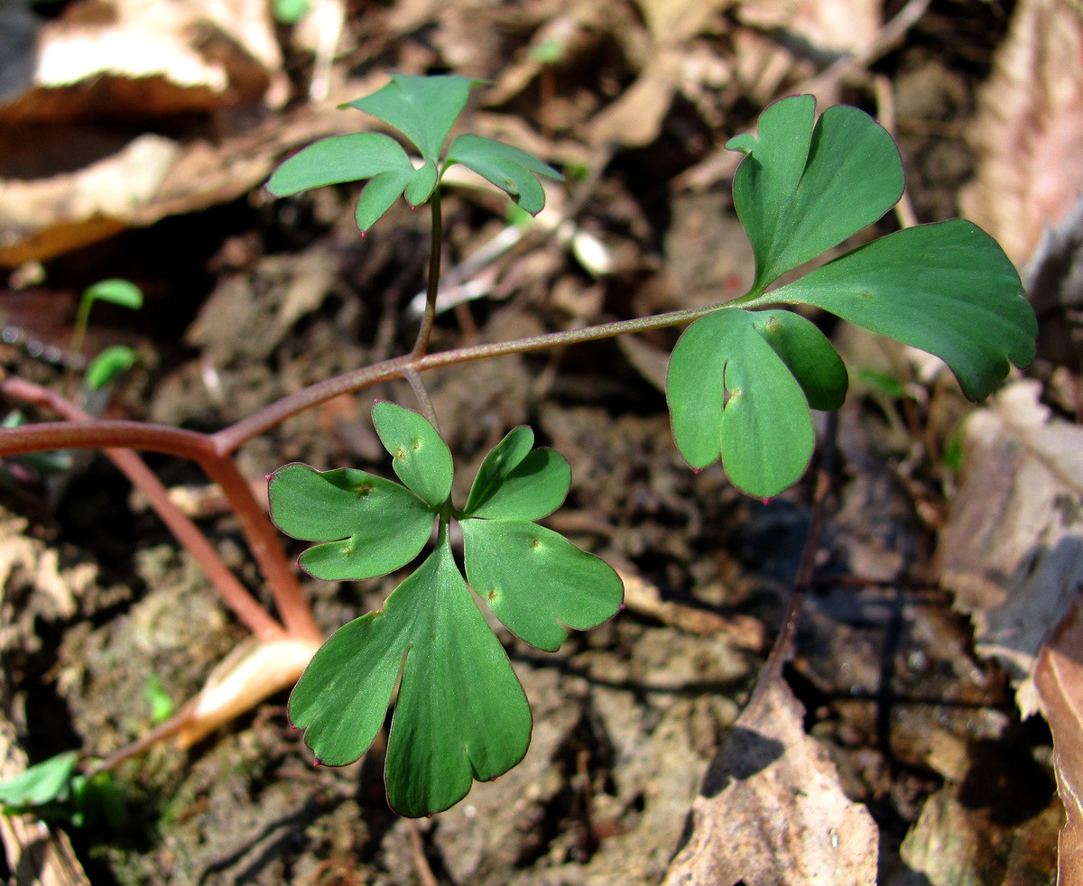 Image of Corydalis caucasica specimen.