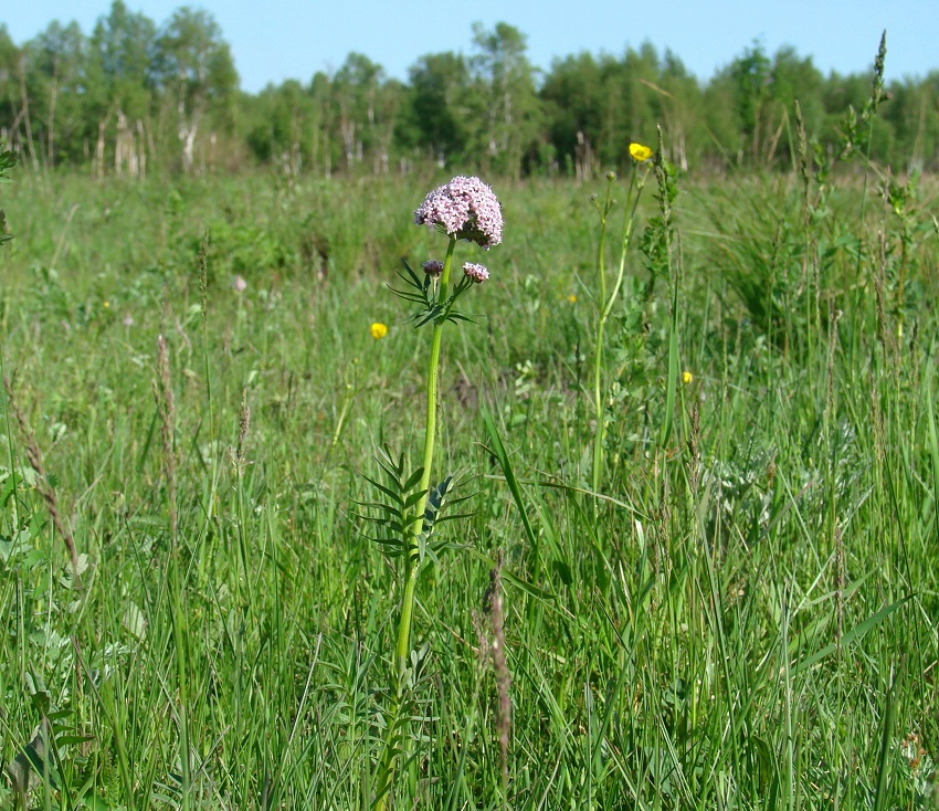 Изображение особи Valeriana alternifolia.