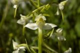 Platanthera chlorantha