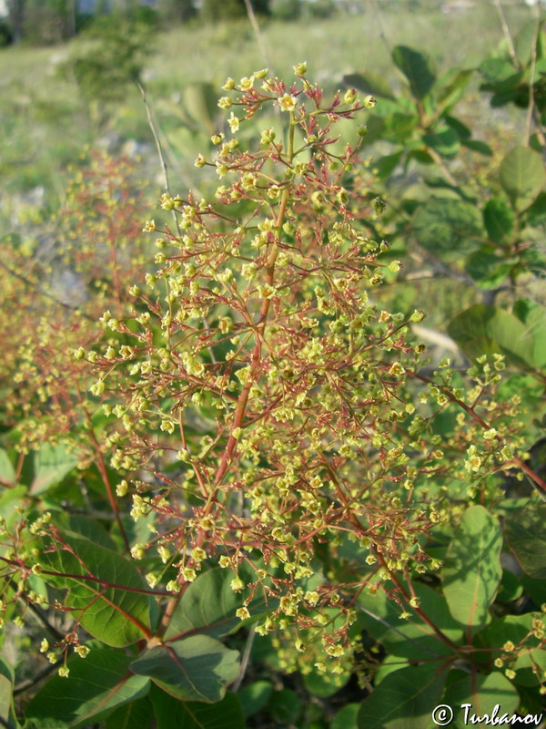 Image of Cotinus coggygria specimen.