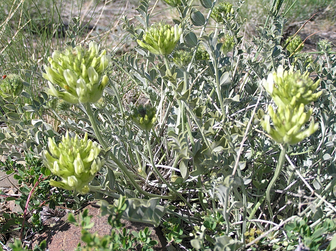 Image of Astragalus ellipsoideus specimen.