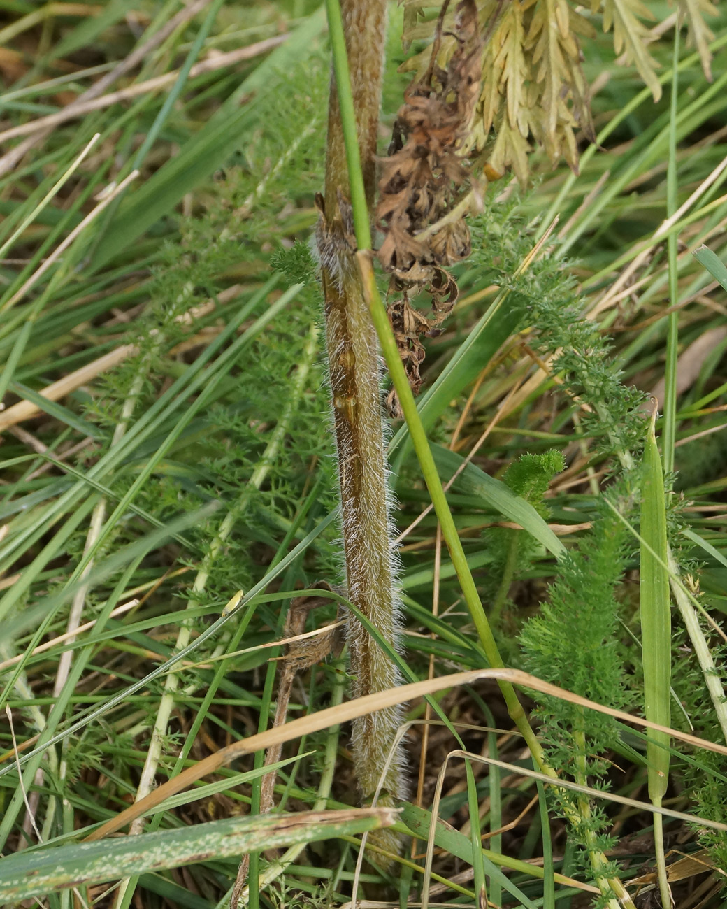 Image of Chaerophyllum prescottii specimen.