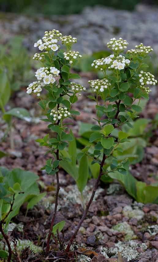 Image of Spiraea trilobata specimen.