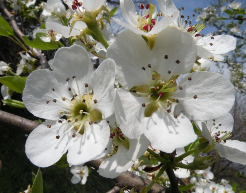 Image of Pyrus pyraster specimen.