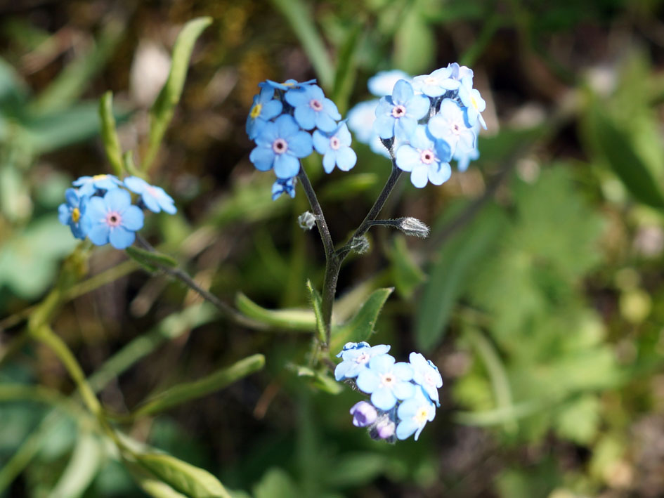 Image of Myosotis imitata specimen.