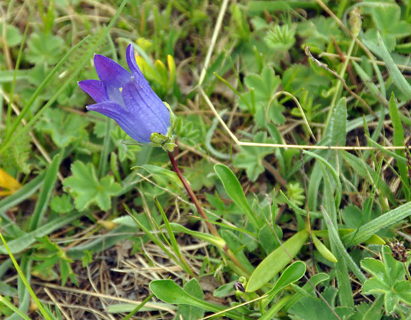 Image of Campanula biebersteiniana specimen.