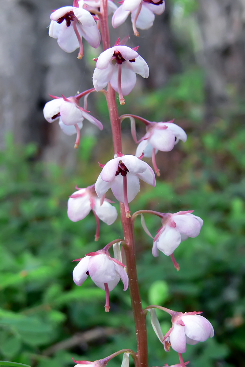 Image of Pyrola incarnata specimen.