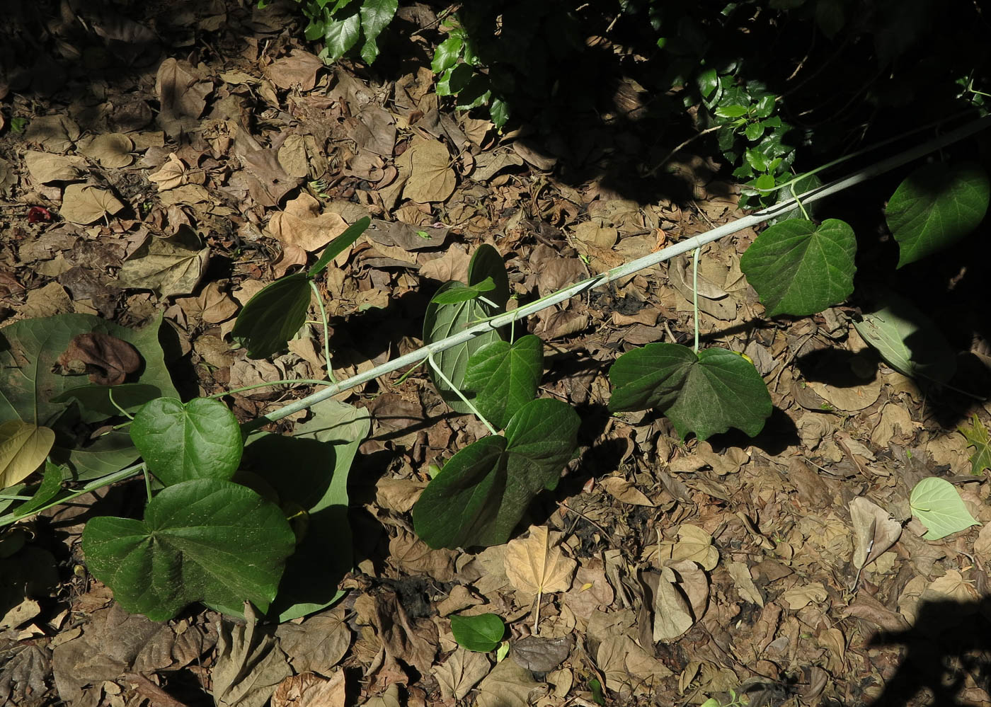 Image of Hibiscus elatus specimen.