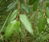 Salix pentandra. Побеги. Курская обл., г. Железногорск, берег вдхр. на р. Речица. 28 июля 2007 г.