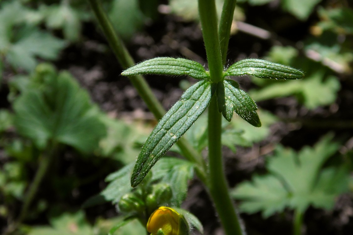 Изображение особи Ranunculus constantinopolitanus.