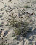 Sanguisorba officinalis. Цветущее растение. Иркутская обл., песчаный берег оз. Байкал. 23.07.2007.