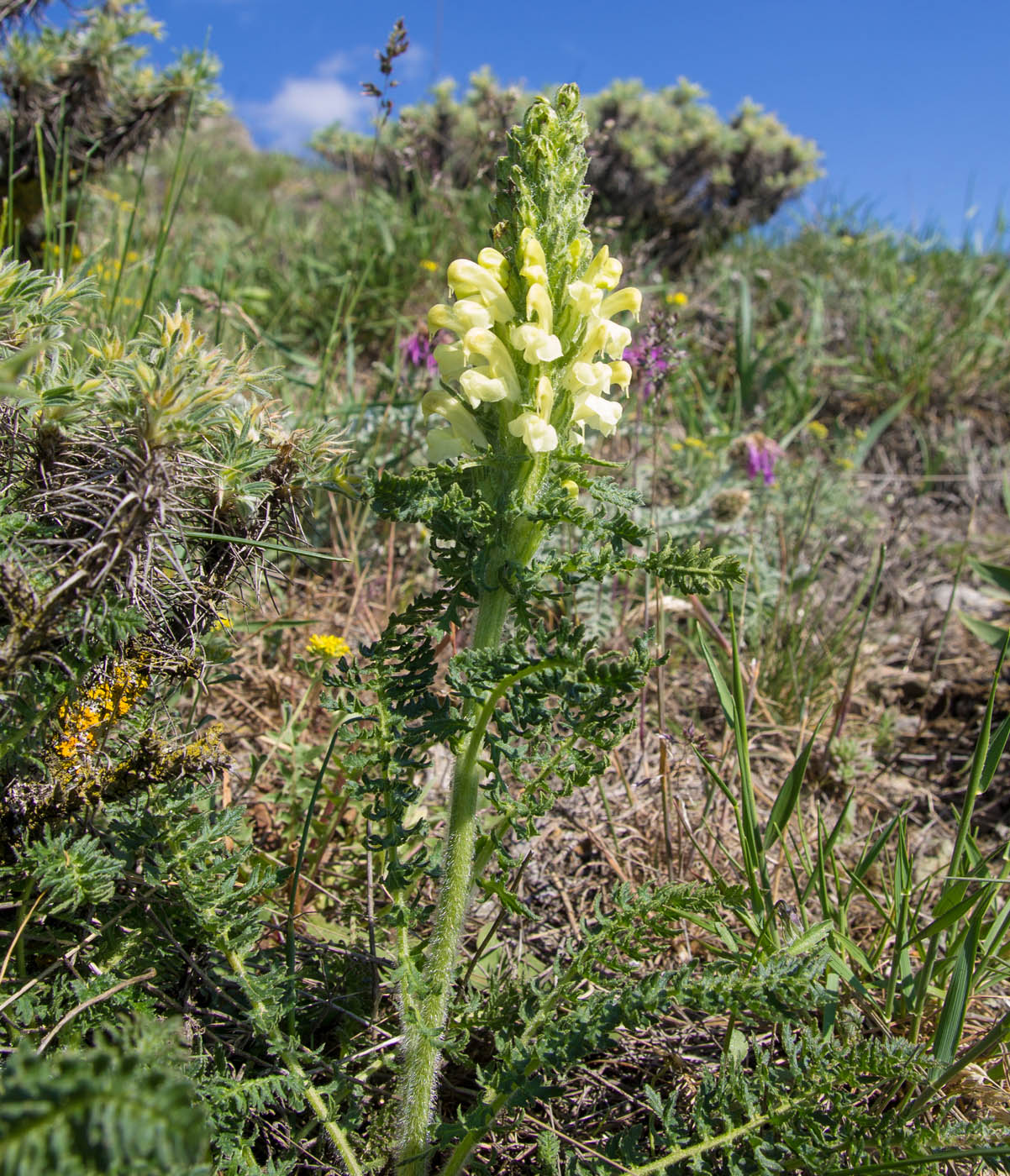 Изображение особи Pedicularis sibthorpii.