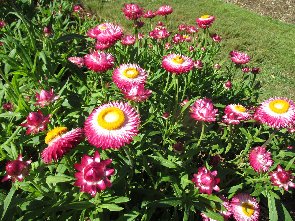 Image of Xerochrysum bracteatum specimen.